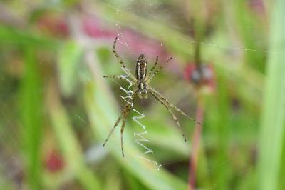 <i>Argiope bruennichi</i>