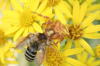 <i>Thomisus onustus</i>