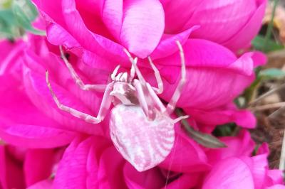 <i>Thomisus onustus</i>