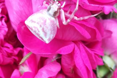 <i>Thomisus onustus</i>