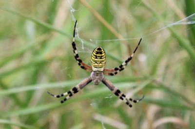<i>Argiope bruennichi</i>