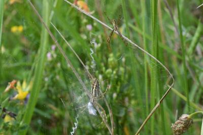 <i>Argiope bruennichi</i>