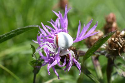 <i>Misumena vatia</i>