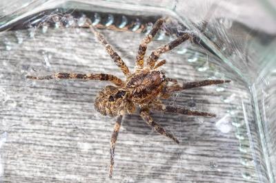 <i>Zoropsis spinimana</i>
