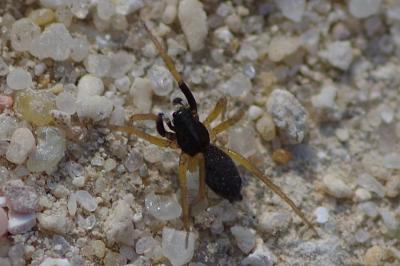 <i>Aulonia albimana</i>