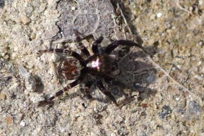 <i>Pseudeuophrys erratica</i>