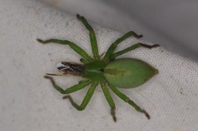 <i>Micrommata ligurina</i>