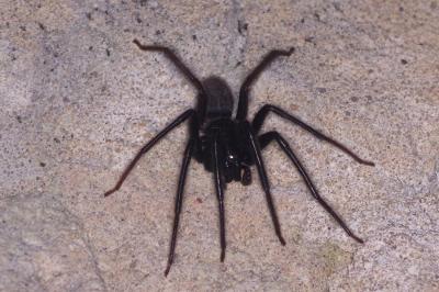 <i>Segestria florentina</i>