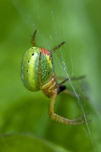 <i>Araniella</i>
