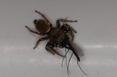 <i>Heliophanus</i>