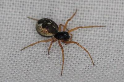 <i>Pachygnatha</i>