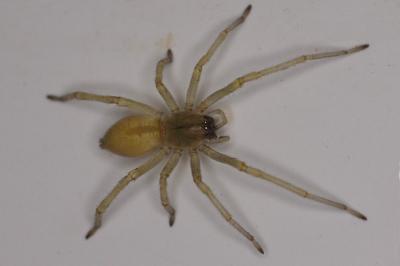 <i>Cheiracanthium</i>