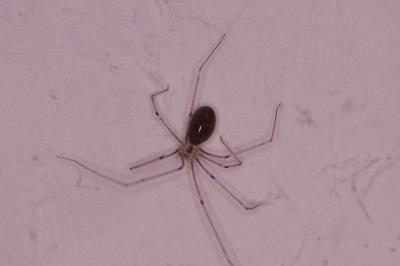 <i>Pholcus phalangioides</i>
