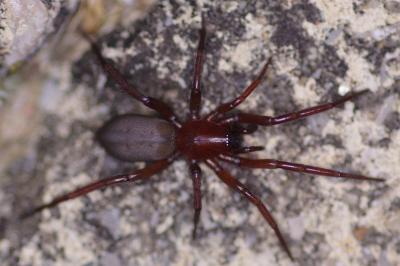<i>Gnaphosa</i>