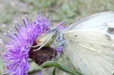 <i>Misumena vatia</i>