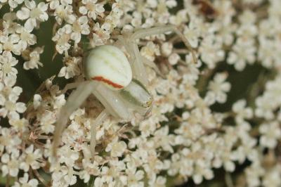 <i>Misumena vatia</i>