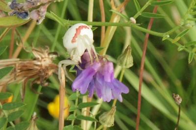 <i>Misumena vatia</i>