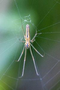 <i>Tetragnatha extensa</i>