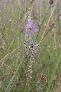 <i>Argiope bruennichi</i>