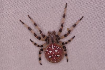 <i>Araneus quadratus</i>
