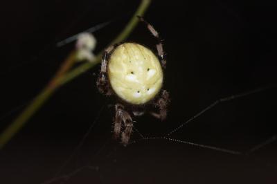 <i>Araneus quadratus</i>