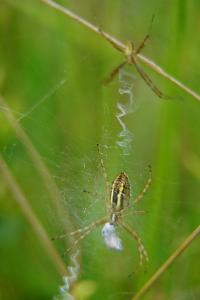<i>Argiope bruennichi</i>
