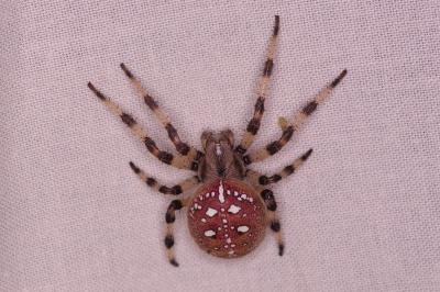 <i>Araneus quadratus</i>