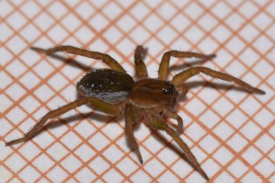 <i>Piratula</i>