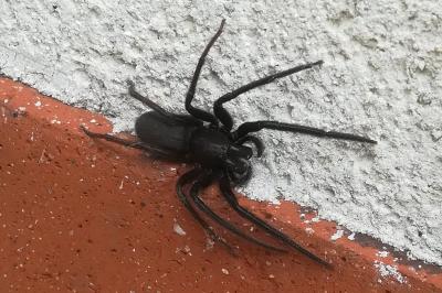 <i>Segestria florentina</i>
