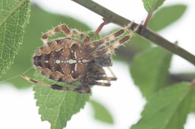 <i>Araneus diadematus</i>