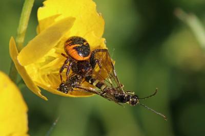 <i>Synema globosum</i>
