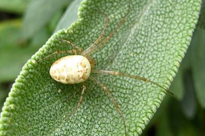<i>Metellina</i>
