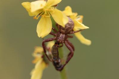 <i>Thomisus</i>