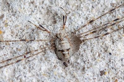 <i>Dicranopalpus ramosus</i>