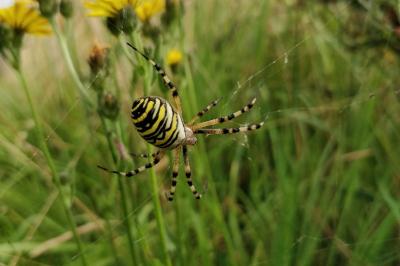 <i>Argiope bruennichi</i>