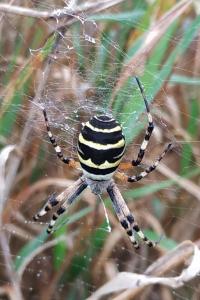 <i>Argiope bruennichi</i>