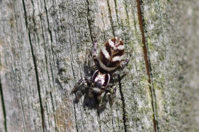 <i>Salticus scenicus</i>