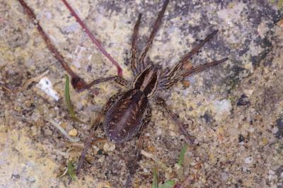 <i>Hogna radiata</i>