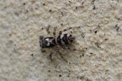 <i>Salticus scenicus</i>