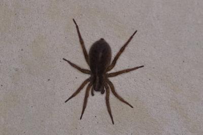 <i>Trochosa</i>