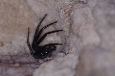 <i>Segestria florentina</i>