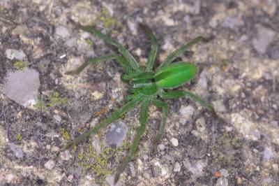<i>Micrommata ligurina</i>