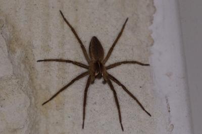 <i>Pisaura mirabilis</i>