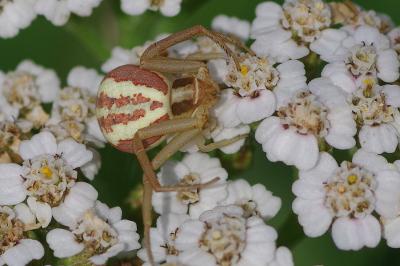 <i>Runcinia grammica</i>