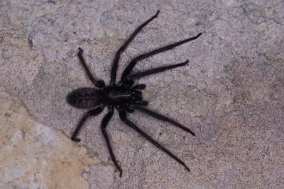 <i>Segestria florentina</i>