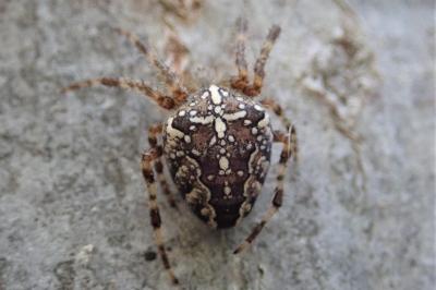 <i>Araneus diadematus</i>