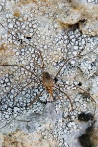 <i>Phalangium opilio</i>