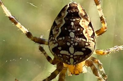 <i>Araneus diadematus</i>