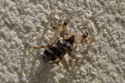 <i>Salticus scenicus</i>