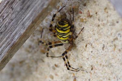 <i>Argiope bruennichi</i>